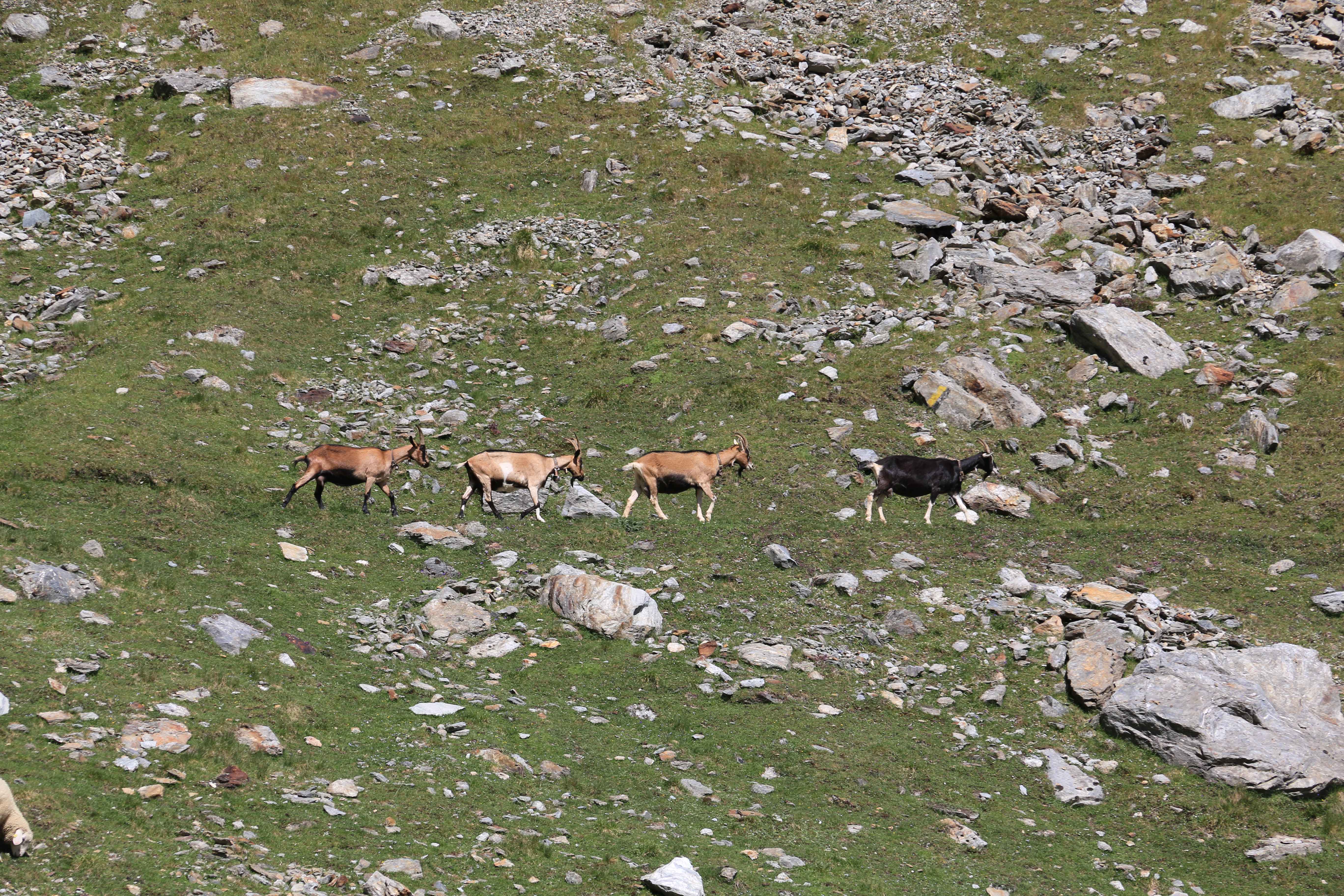Saas-Fee